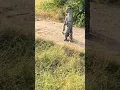 Download Lagu Onça pintada Pantanal