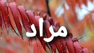 أغنية أسم مراد  مراد دندنها