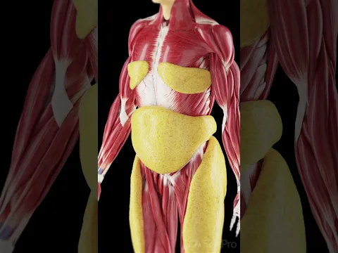 Fat Is an Endocrine Organ, Not Just Storage #Shorts #Anatomy