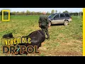 A Big Horse Means Big Pain The Incredible Dr Pol