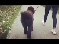 Hopper - 10 month old Bernadoodle