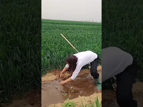 كيف يقوم المزارعون بفتح وإغلاق سدود التربة الطينية لري حقول القمح - عملية إدارة تدفق المياه السطحية