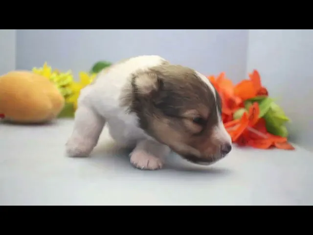 動画