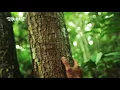 Download Lagu Tropical Forest \