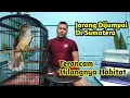 Download Lagu Mengenal Cucak Kucing Atau Empuloh Paruh Kait