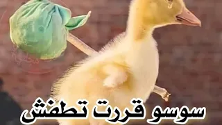 صحيح الوحدة مش جنة لكن غدر البشر أصعب الضربة لما تجيلك من أقرب ناس بتوجع اوى 