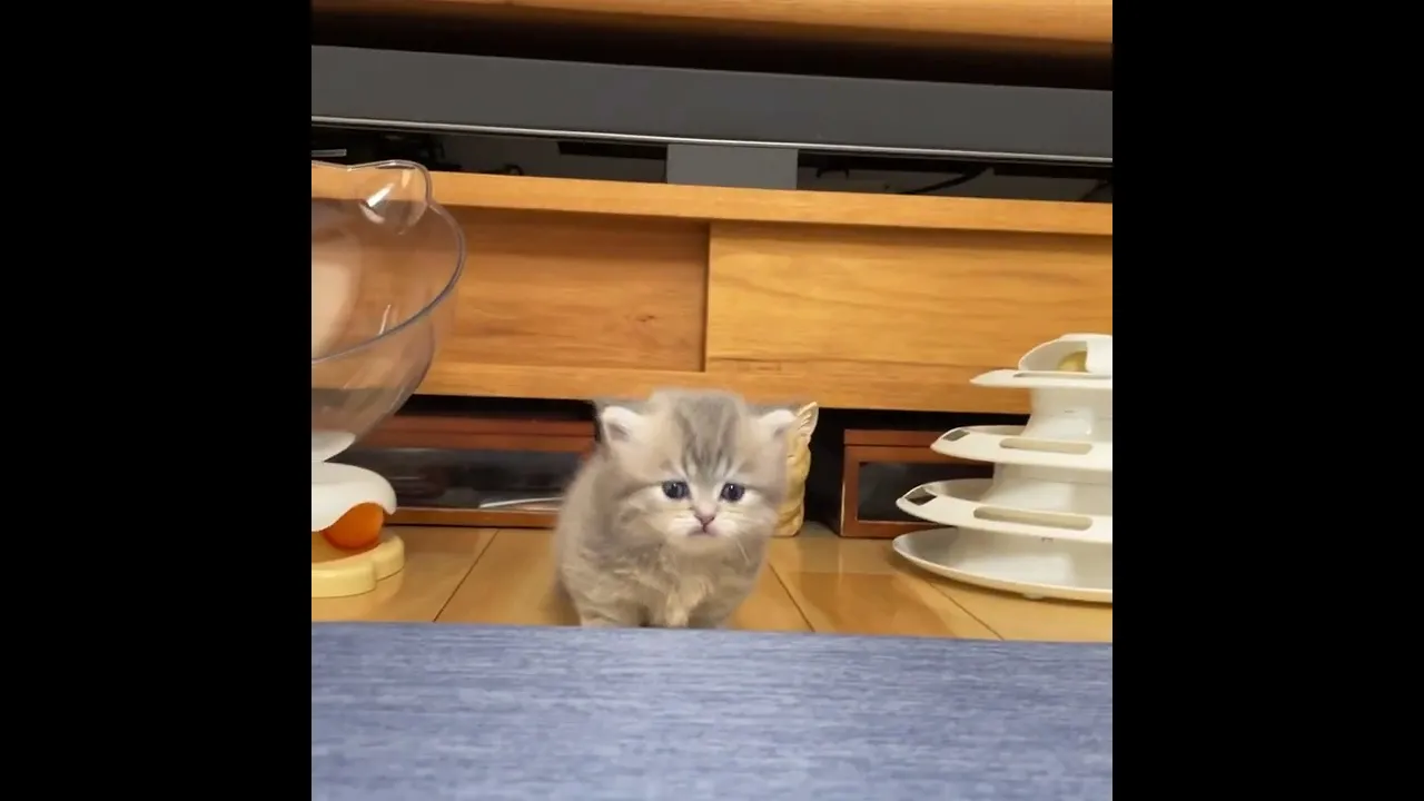 動画