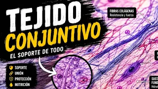 TEJIDO CONJUNTIVO explicado FÁCIL | Histología desde CERO