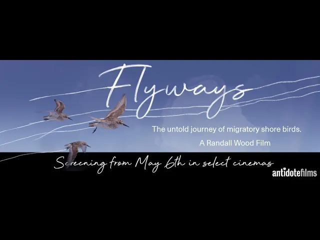 FLYWAYS : The untold journey of migratory shorebirds.  Official Trailer [April 2023]