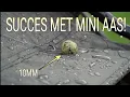 Download Lagu #163 - Instant KARPERVISSEN met heel VEEL TIPS. Robert Grootenboer
