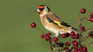 تغريد الحسون الويداني لتعليم الفراخ 