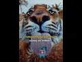 Download Lagu story wa macan. nikmati yang sudah di gariskan. #katakatabijak #khodammacan
