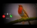 Download Lagu Bird Bgm Ringtones, Bird chirping, Instrumental ringtone, Bird Sound ringtones 0502