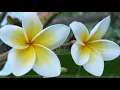 Download Lagu Syairan Kisah na Kembang Kamboja (Ditinggal Nikah) FullHD