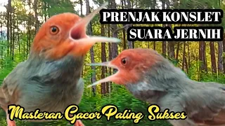 Download Prenjak Merah Konslet Suara Jernih Tanpa Jeda MP3