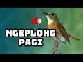 Download Lagu GUNAKAN VIDEO INI UNTUK MEMANCING SRDC ANDA YANG KURANG BIRAHI