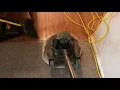 New carpet guys need Craigslist