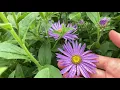 Download Lagu The BEST aster for any type of garden and butterflies and bees love it: Frikart’s Aster.