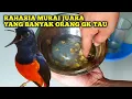 Download Lagu Jamu Racikan Untuk Murai Batu Supaya Gacor dan Memiliki Stamina dahsyat