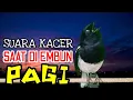 Download Lagu terapi suara kacer ngeplong saat di embun pagi, pancingan ampuh untuk kacer malas bunyi!