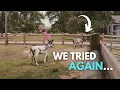 Let s Breed Some Mini Donkeys
