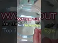Download Lagu Everyday Betta 06: How to know if my Betta Fish is sick ? (Part 2) #Shorts