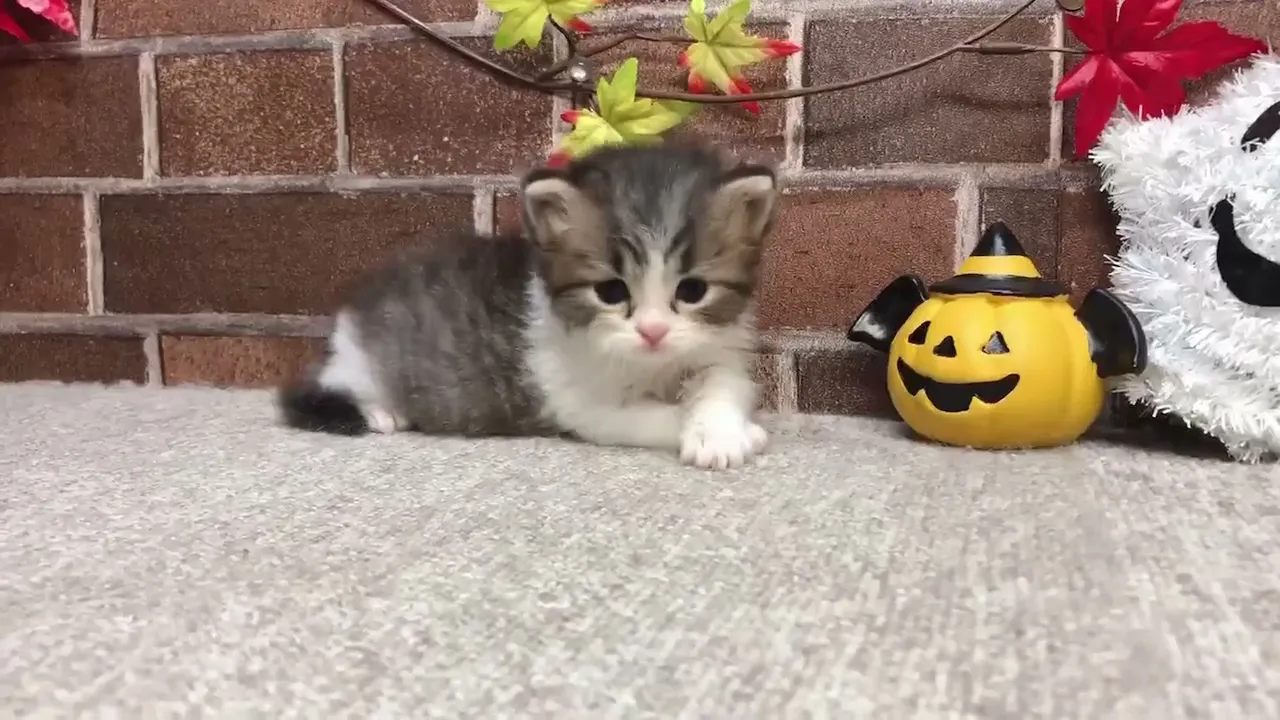 動画