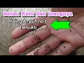 Download Lagu Mengobati Kutu kambing langsung mati ||Terbukti Aman,cepat dan mudah