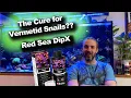 Download Lagu Can This Dip Kill Vermetid Snails??? - Red Sea DipX