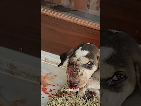 Race to save puppy with infected wound
