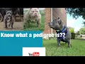 Know your dogs pedigree