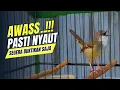 Lagu Burung Ciblek Semi Gacor NGEBREN Variasi cocok Untuk Masteran Ciblek dan Pancingan Ciblek BAHAN
