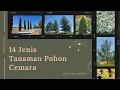 Download Lagu JENIS-JENIS TANAMAN POHON CEMARA || Aneka Flora