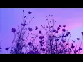 Download Lagu Let Me Love You X Sorry - Justin Bieber mashup