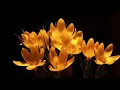 Download Lagu Surat Al-An'am -Saud Al-Shuraim