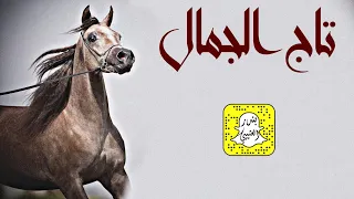 تاج الجمال اداء ماجد الرحيمي 2024 حصريا 