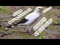 Download Lagu Black Winged Starling Relaxing Birdsong Music - Suara Pikat Burung Jalak Putih Gacor Full Isian Mp3
