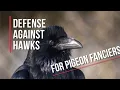 Crow and Raven calls Hawk deterrent for pigeons