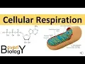 Cellular Respiration in detail