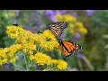 Utility Right of Way Management Wildlife Habitat Assessment Protocols