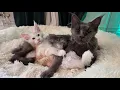Download Lagu Grandma Luna Loves Her Grandkitten Richard!