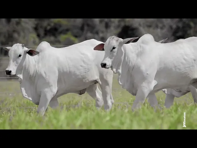 4 Novilhas Nelore P.O.