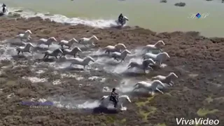 يا جبل ما يهزك ريح محمود الليثي دندنها