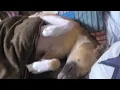 I'd be sleeping like that too, If I had "no rent, no bills, free food, infinite cuddles" combo