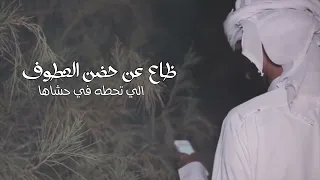 قلب الشقا  نادر الشراري مطلوب اكثر شي      دندنها