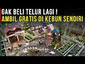 Lagu INDAHNYA ! PASUTRI HIDUP BAHAGIA DARI KEBUN DAN TERNAK AYAM DI LAHAN SEMPIT | CERITA USAHA