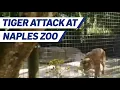 Naples Zoo Tiger Attack Being Investigated by State and Federal Authorities