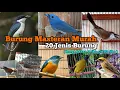 Download Lagu Burung masteran murah. 20 jenis burung masteran murah. Harga bahannya cuma 5 ribu hingga 80 ribu.