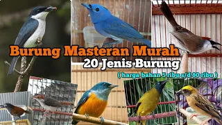 cheap masteran birds 20 types of cheap masteran birds the price of the material is only 5 thous 