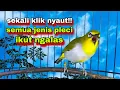 Download Lagu Suara Burung Pleci Bustomi Gacor Ngalas Nembak Ngotot #31: Terbaik Untuk Pancingan Pleci Ngalas